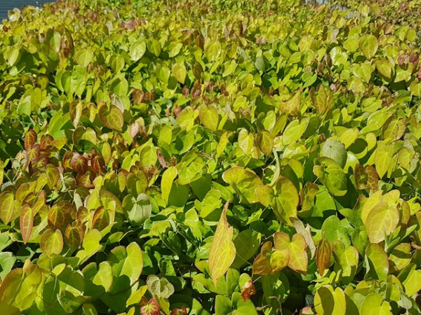Epimedium x versicolor "Sulphureum"  - (Elfenblume "Sulphureum" ),